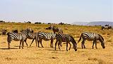 TANZANIA - Serengeti National Park - Zebre - 4